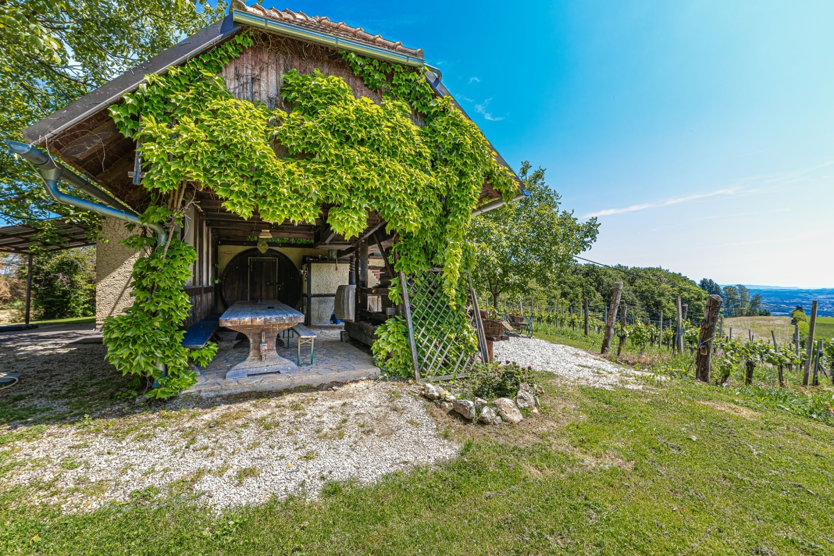 Vineyard cottages